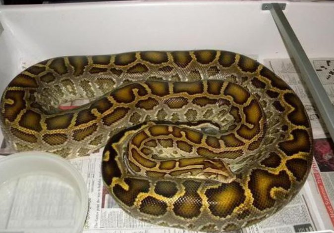 中国最大一条蛇有多长