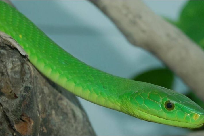 西湖明月比喻什么生肖