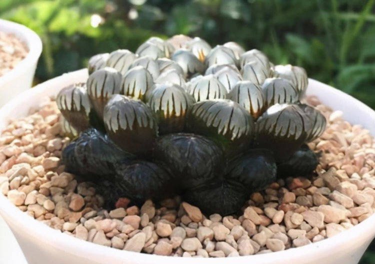 玉露是百合科中的“软叶系”品种，养了一年的玉露怎么越来越瘦？