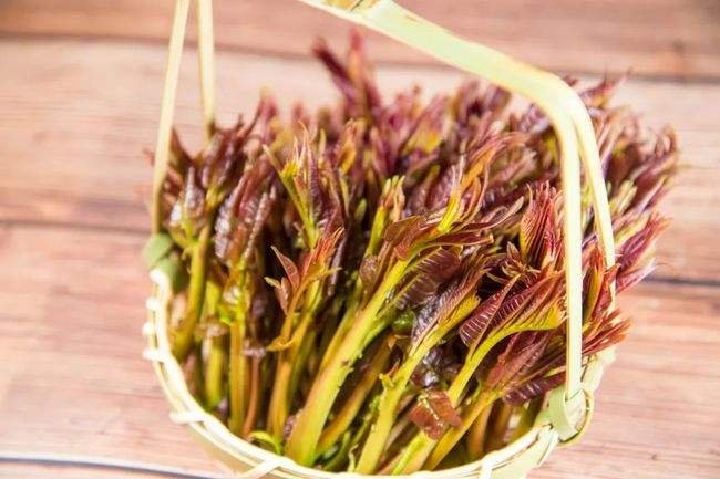 人们常常吃的香椿菜属于什么？