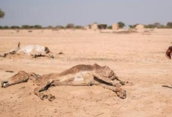 肯尼亚遇40年来最严重干旱，致二百多头大象死亡，给我们带来了哪些启示？