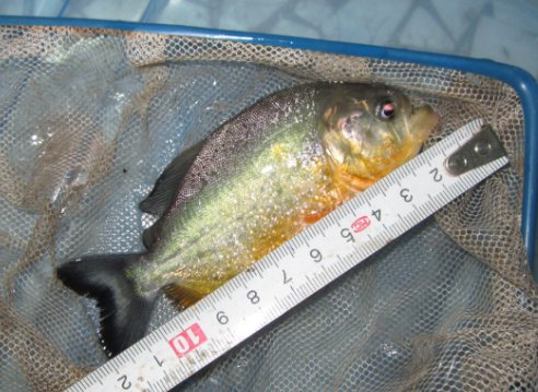 中国有食人鱼吗？