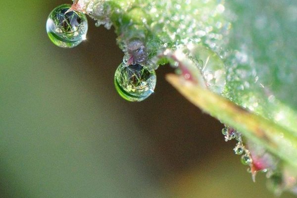 白露的寓意和象征