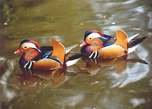 鸳鸯的组词有哪些