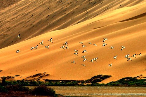 阿拉善沙漠是几大沙漠的统称?