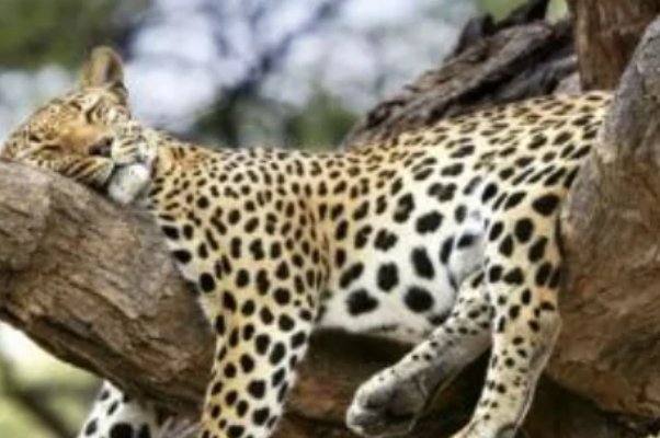 窥一斑而知全豹的意思