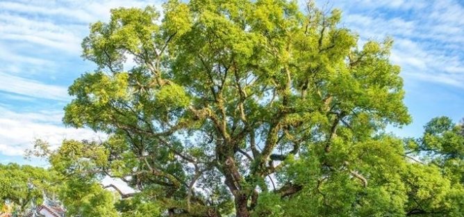 香樟树主要分布在哪些区域?