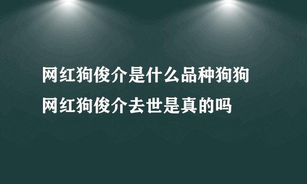 网红狗俊介是什么品种狗狗 网红狗俊介去世是真的吗