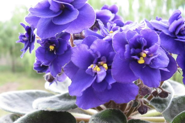 高考结束买什么花