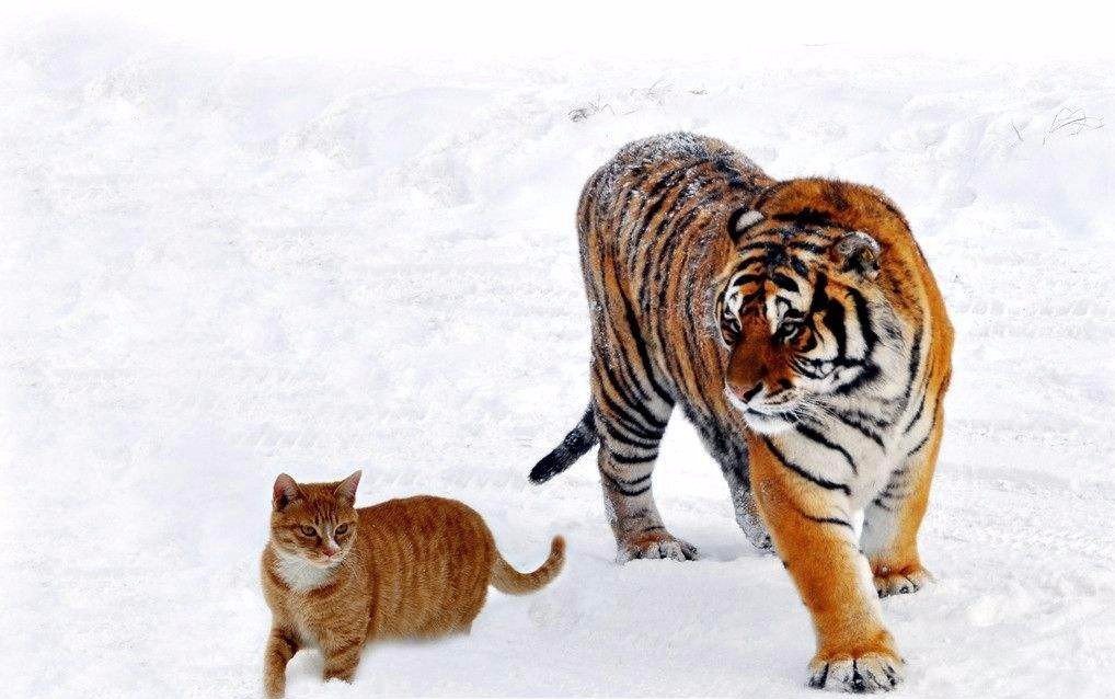 “虎落平阳被犬欺”的下一句是什么？