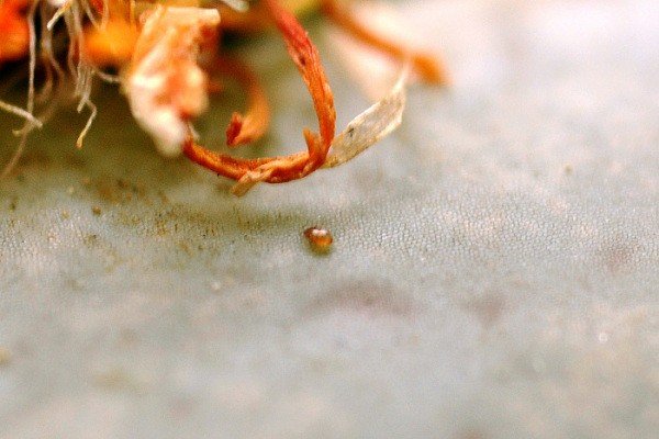 微的拼音,音序,结构,部首,组词语