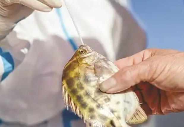 厦门“掰开鱼嘴做核酸”，这样的举动科学吗？是否属于滥用资源？