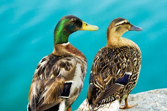 冬天鸭子在冰面上行走为什么不会冻脚