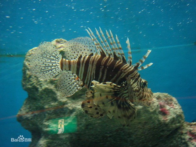 长须狮子鱼的形态特征