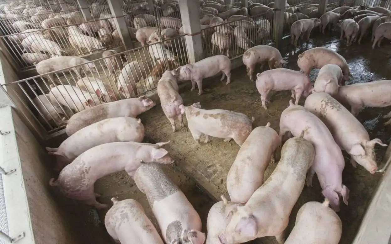 国家发改委两天三次出手稳猪价，猪肉的价格为何涨势强劲？