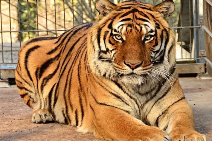 焦心如焚打一动物