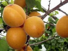 杏树有多少品种，最好列举几十种