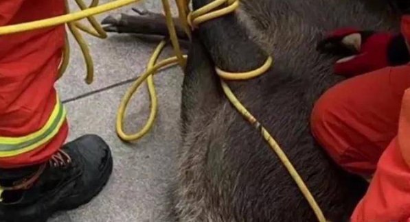 杭州野猪冲进商场厕所，被五个人打晕制服，是否有造成人员伤亡？