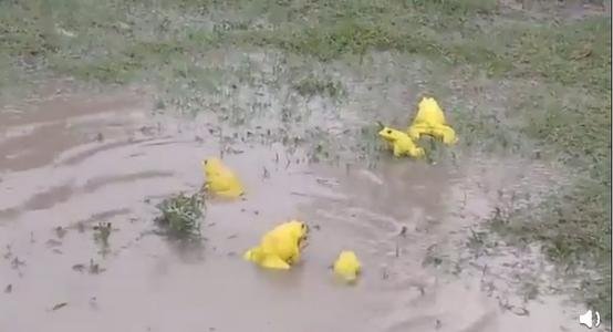 罕见！印度水塘出现金色青蛙，这是青蛙变异了吗？