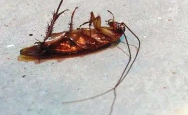 为什么家里的蟑螂会越打越多呢？