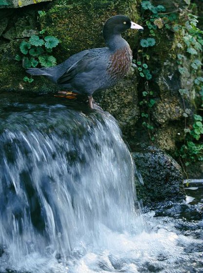 山蓝鸭的保护等级