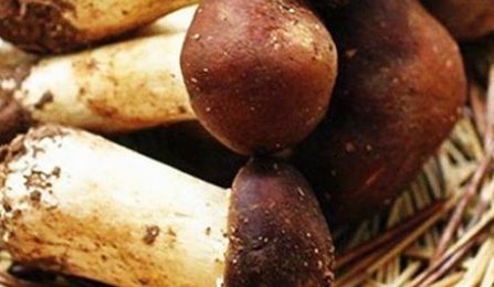 姬松茸产自中国吗