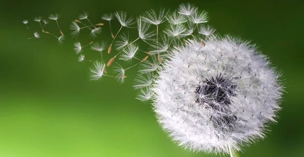 什么植物用风传播种子方法