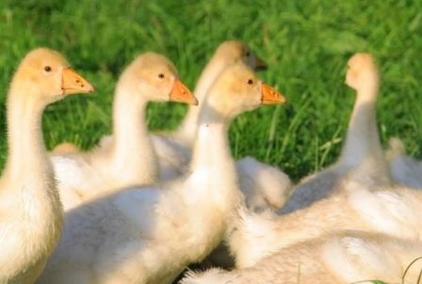 成鹅怎么分公鹅和母鹅的区别图