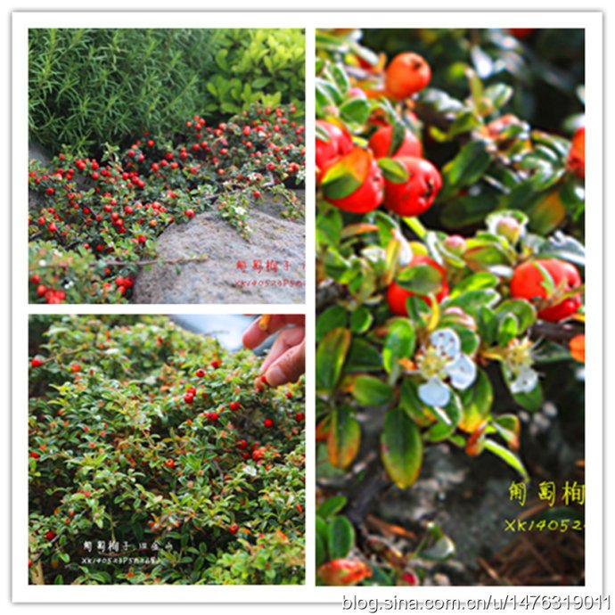 匍匐栒子的介绍