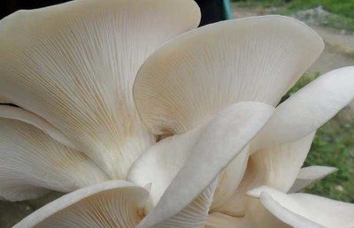 世界上最大的生物，生长了2800多年，蘑菇为何能存在这么久？