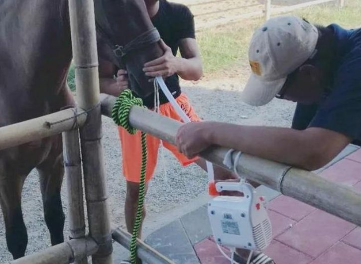 福建下海救人的第三匹马已痊愈，这马是否已经恢复到原来？