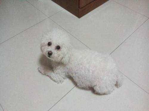 白色泰迪犬多少钱一只？如何搞懂它的价格？