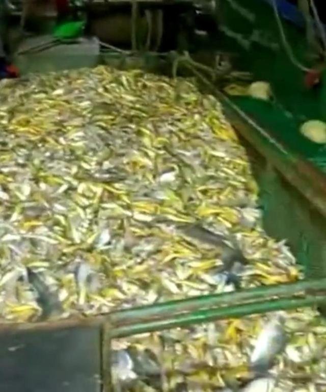 浙江渔民一夜捕捞3000斤黄鱼，这些鱼有多大价值？