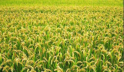 杂交水稻 能吃吗？谁吃过？如果口感不好都卖给谁了？被谁消费了？