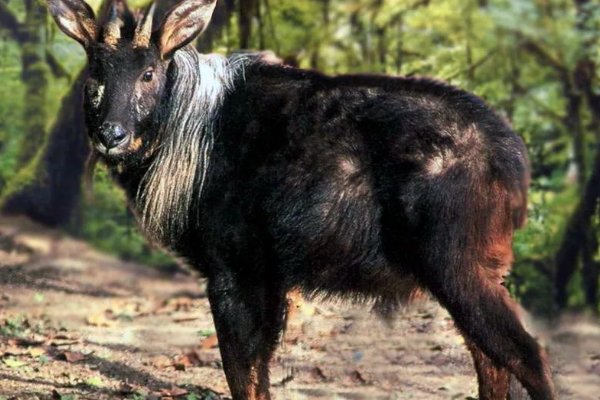 驴生戟角是什么意思