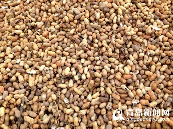 黄曲霉毒素的超标事件