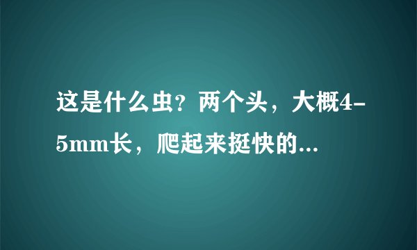 这是什么虫？两个头，大概4-5mm长，爬起来挺快的，在墙上和纱窗上发现
