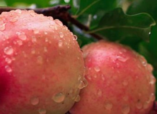 有哪些不能上供的水果？