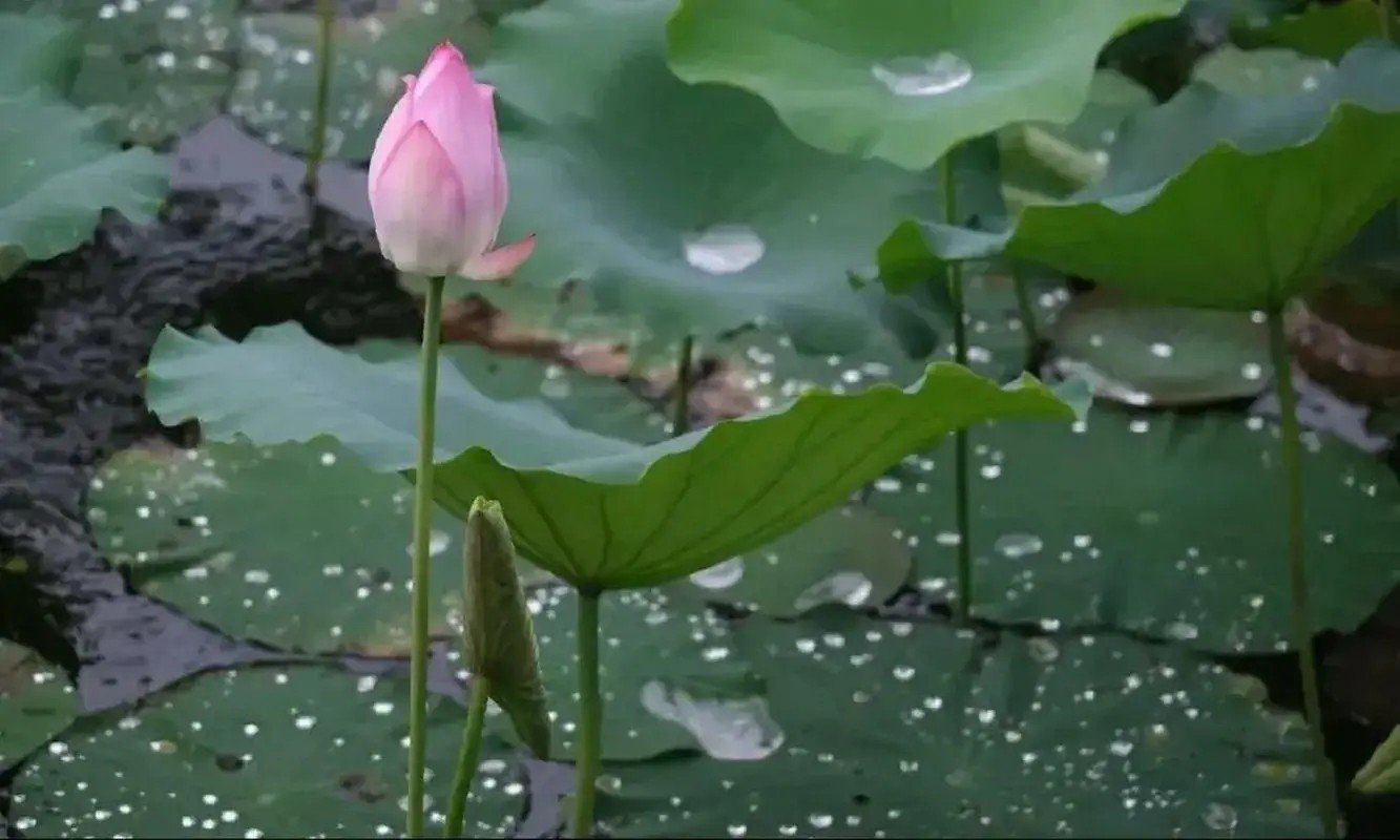 中通外直的意思