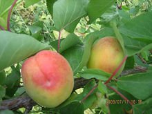 杏树有多少品种，最好列举几十种