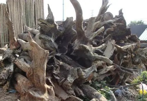 千年古沉木的价值