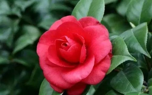 女子用卫生纸造花超逼真，这位女子是怎么做到的？