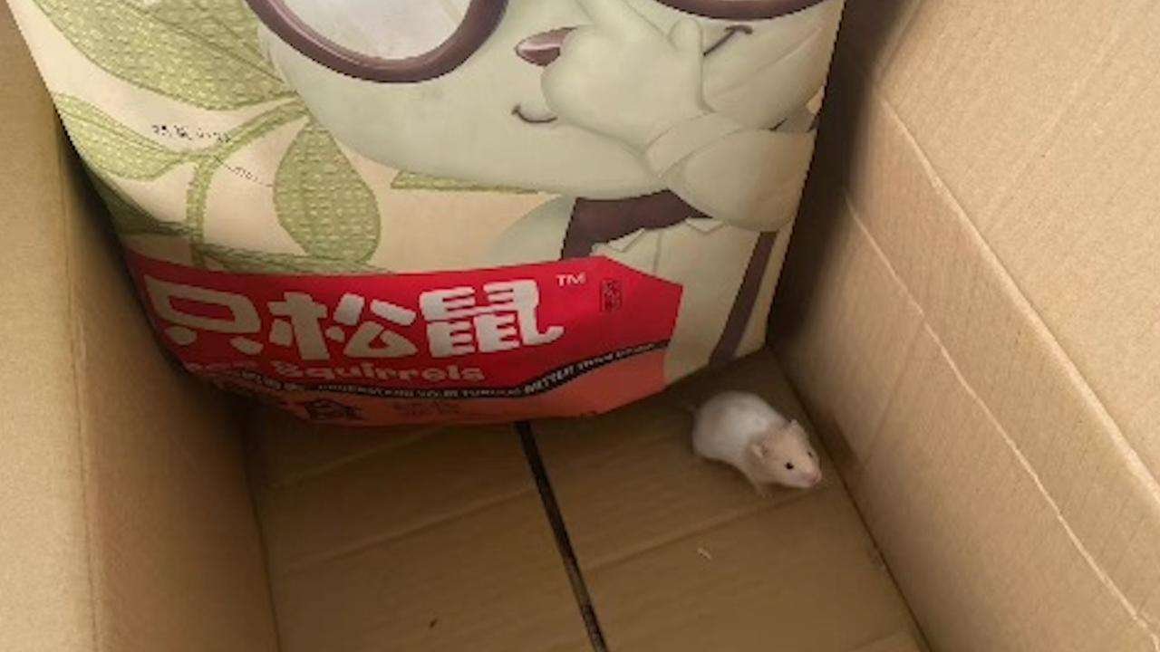 福州一男子网购三只松鼠零食，收到时竟多出一只仓鼠，最终是如何安置它的？