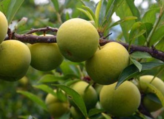 有哪些不能上供的水果？