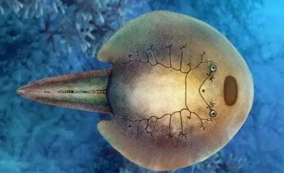 3.9亿年前东方鱼化石被发现，该化石有哪些研究价值？