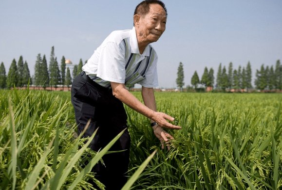 袁隆平的简介和事迹