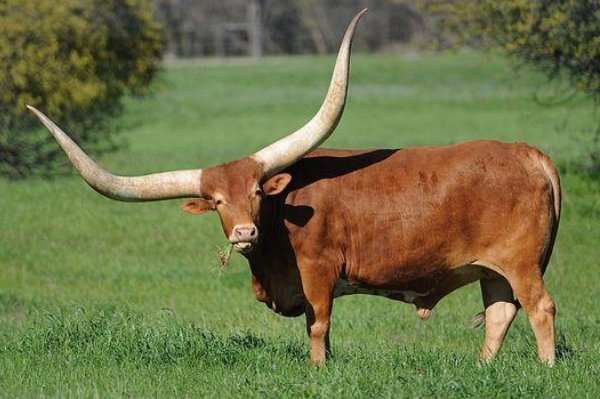 施不望报是什么肖