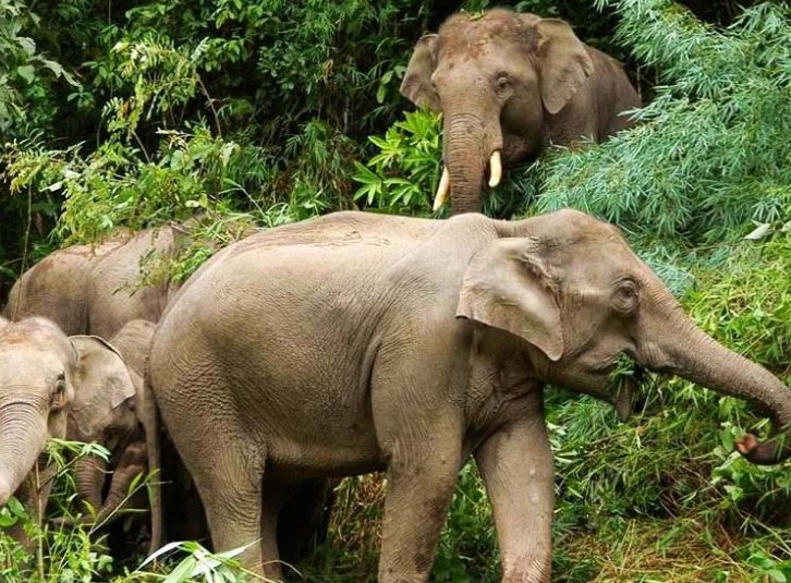 中国哪里有大象？