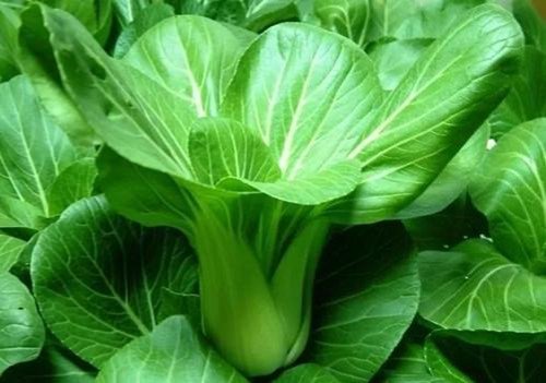 日本小哥种出巨型油菜，其营养成分与普通油菜有何不同？