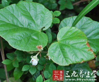 太平莓的栽培技术